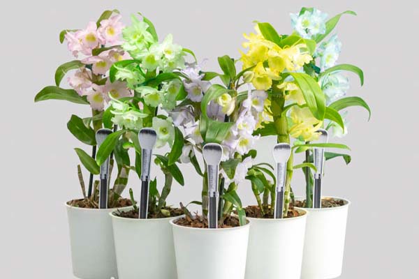 Dendrobiun Colourz