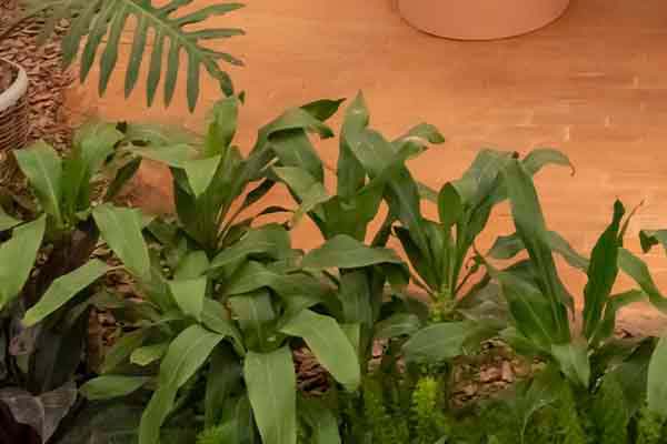 Dracena verde