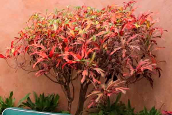 Croton petra